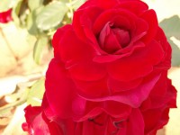 Rosa Buquet Vermelha